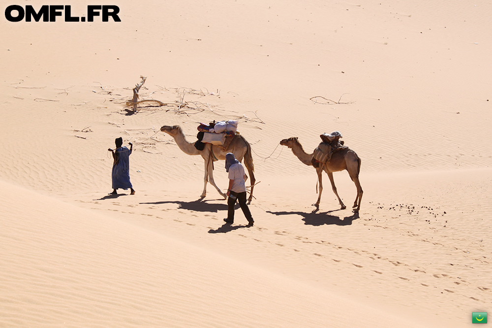 Nick et le chamelier en train de marcher dans le desert