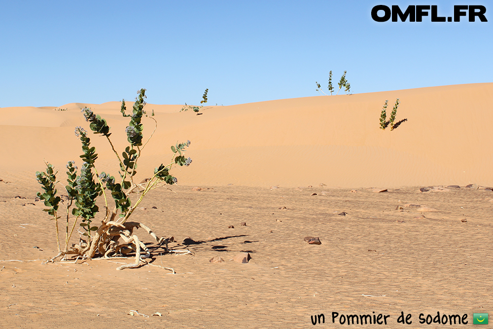 Un pommier de sodome dans le desert mauritanien
