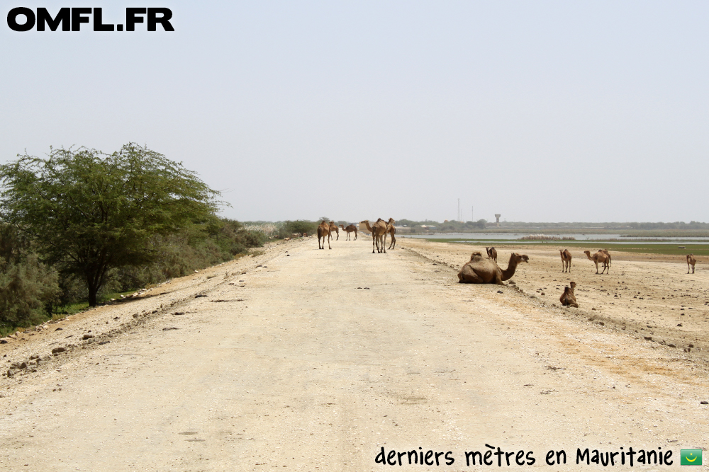 Derniers mètres en Mauritanie gardés par des dromadaires