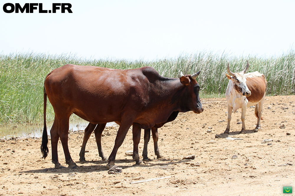 Deux vaches devant le fleuve Sénégal