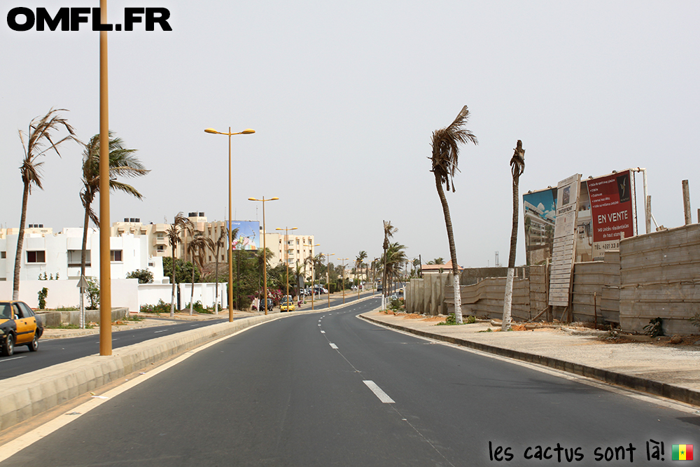 Les palmiers non entretenus de la corniche de Dakar