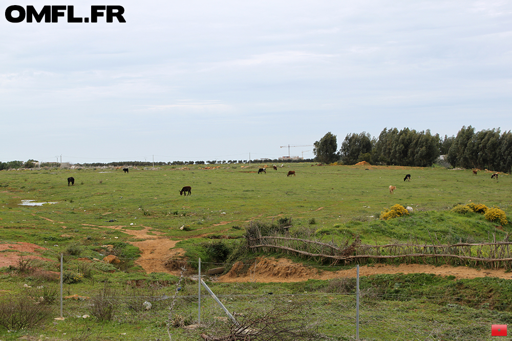 un paysage du nord du Maroc de style prairie