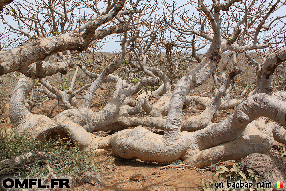 Un baobab nain sur l'ile au serpents