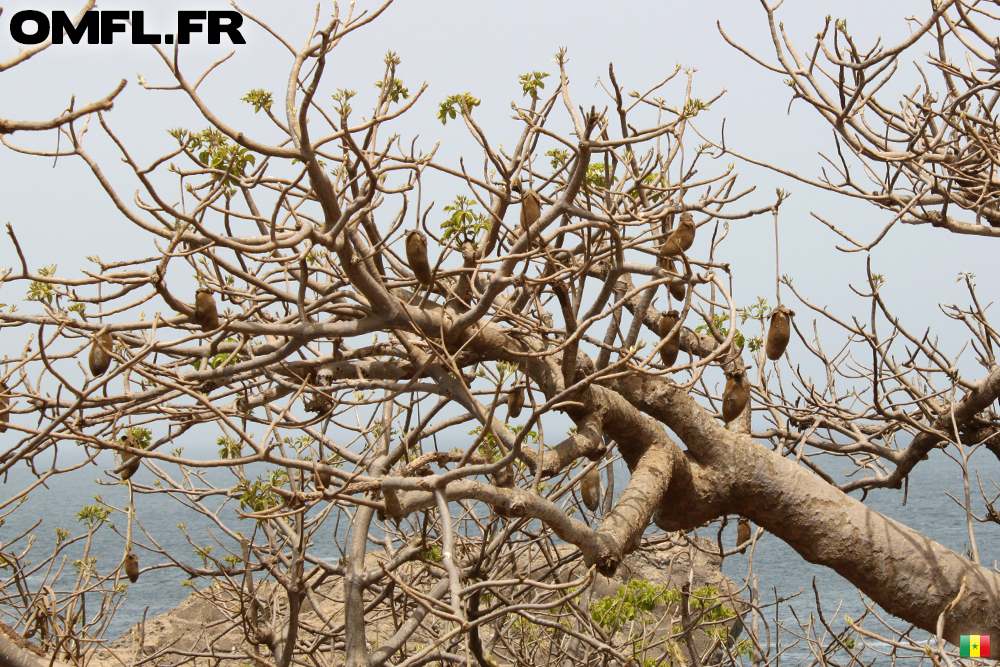 Pains de singe sur baobab