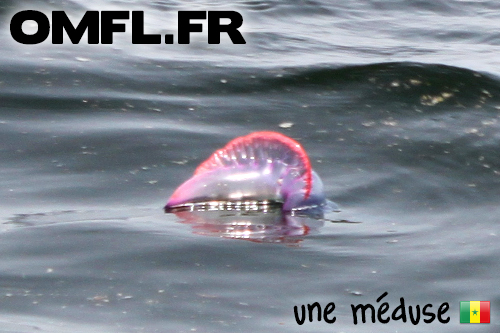 Une méduse rose fluo dans l'océan