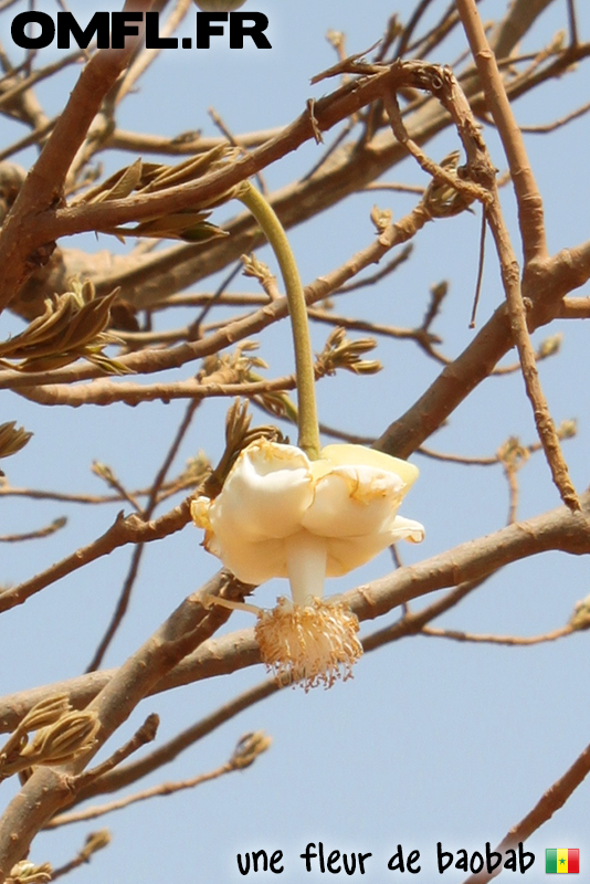 La fleur d'un baobab
