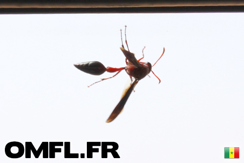 Un insecte non identifié dans la voiture