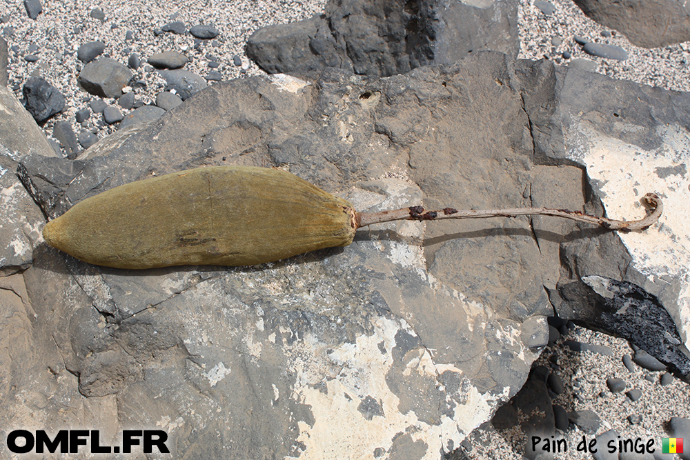 un pain de singe fruit du baobab