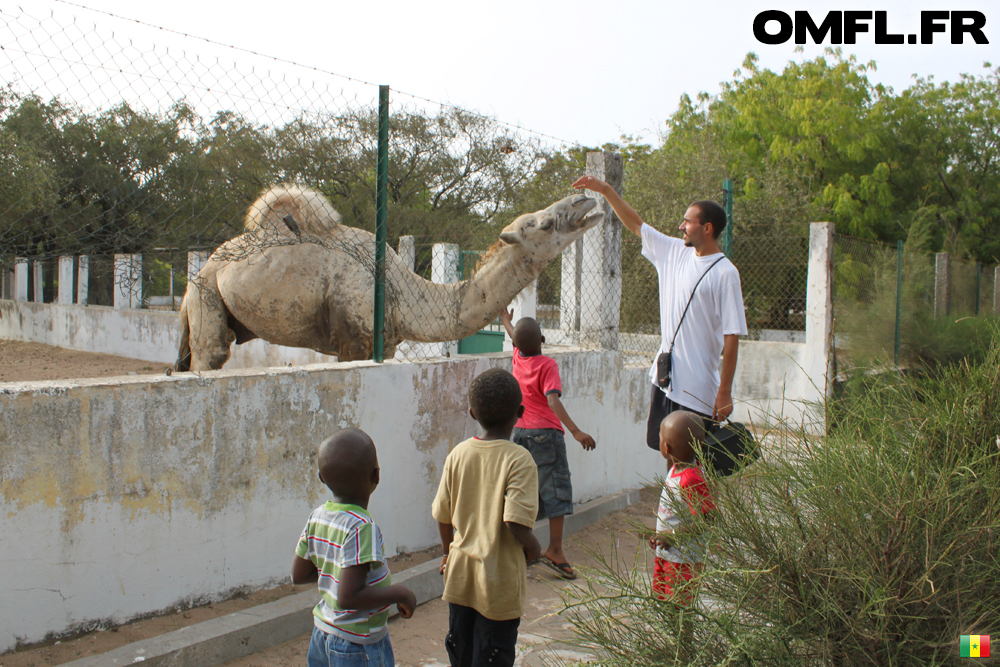 Un dromadaire au Zoo de Hann