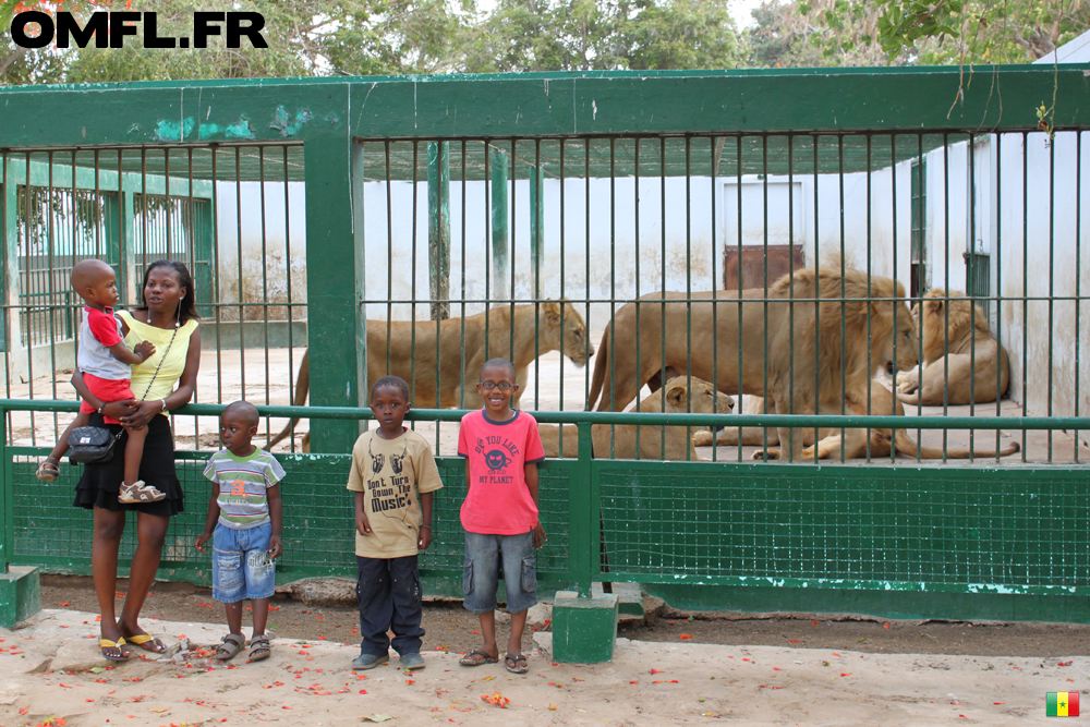 Gemma et les enfants devant les lions du zoo de Hann