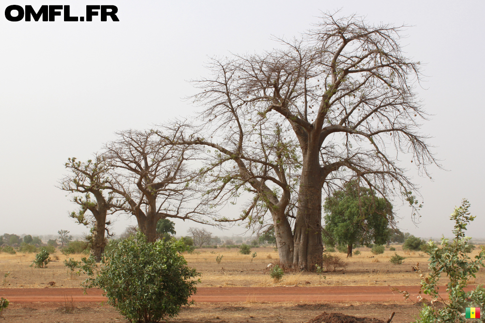 Deux enormes baobabs sur le coté de la route au Sénégal