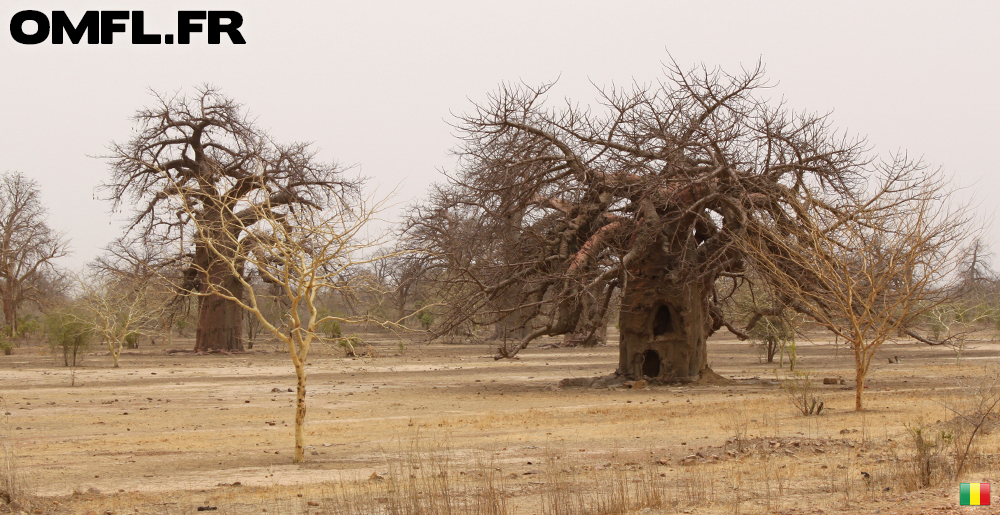 Deux enormes baobabs au Mali