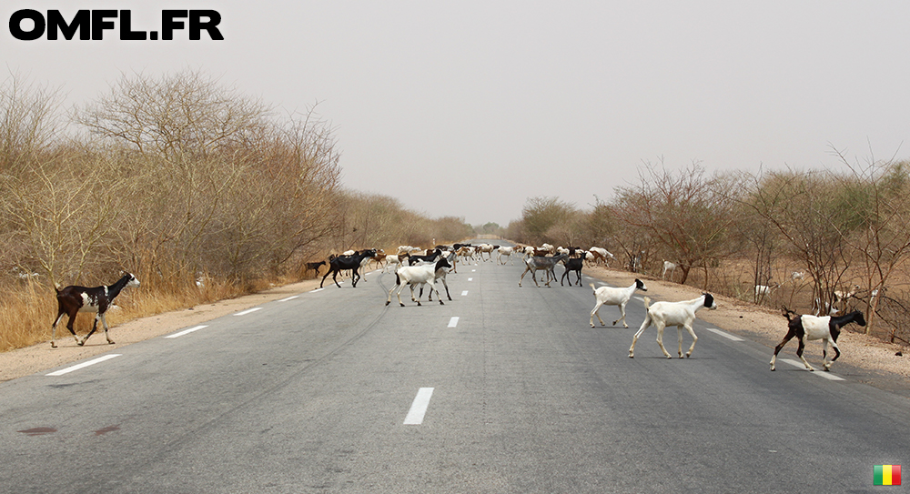 Un troupeau de chèvre traverse la route ni vu ni connu