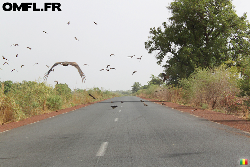 Des rapaces sur la route au Mali