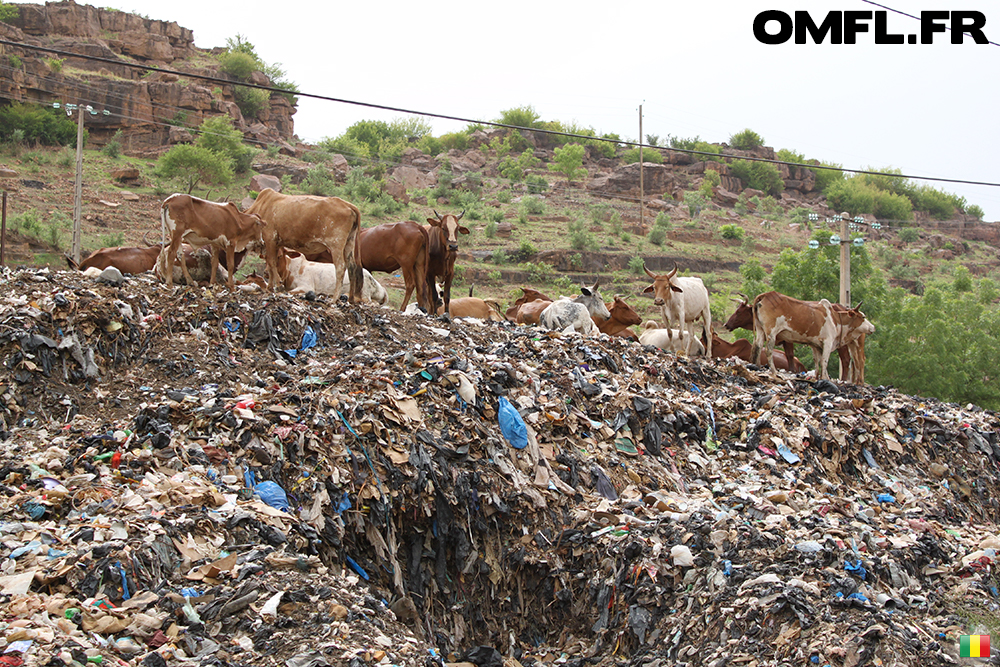 Des vaches sur des ordures à l'entrée de Bamako