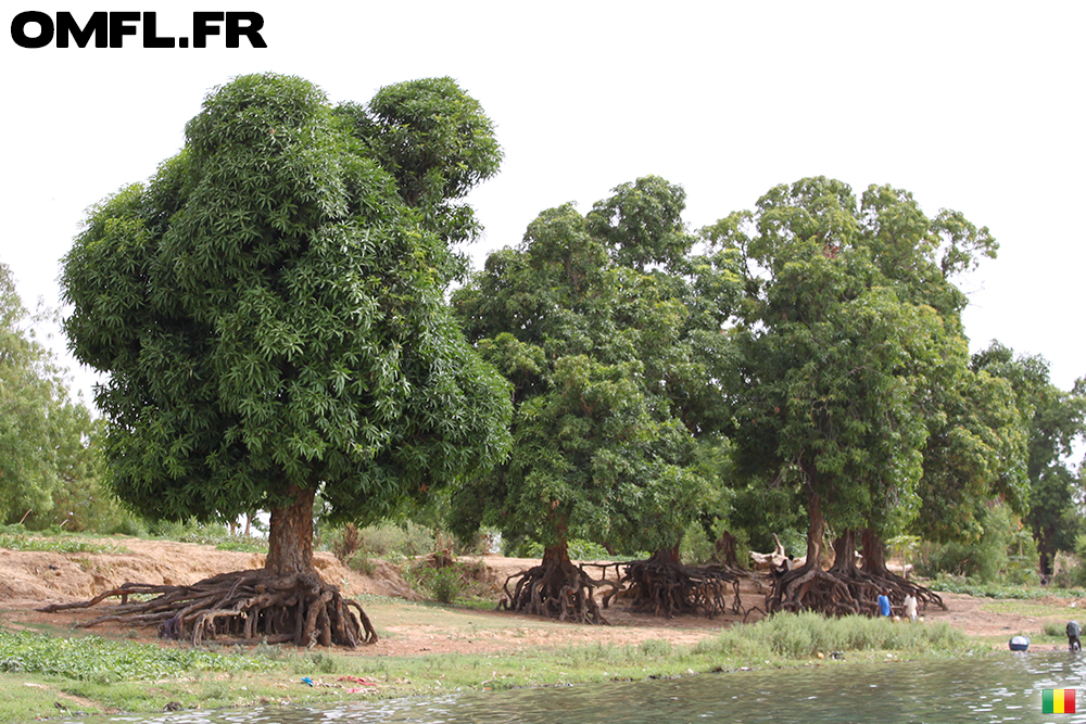 Des manguiers avec des racines impressionantes sur les bords du Niger