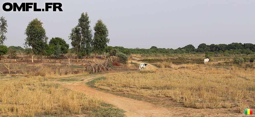 Panorama de la brousse vers Farako