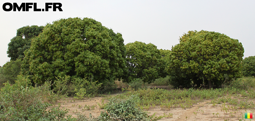 Des manguiers sauvages au Mali