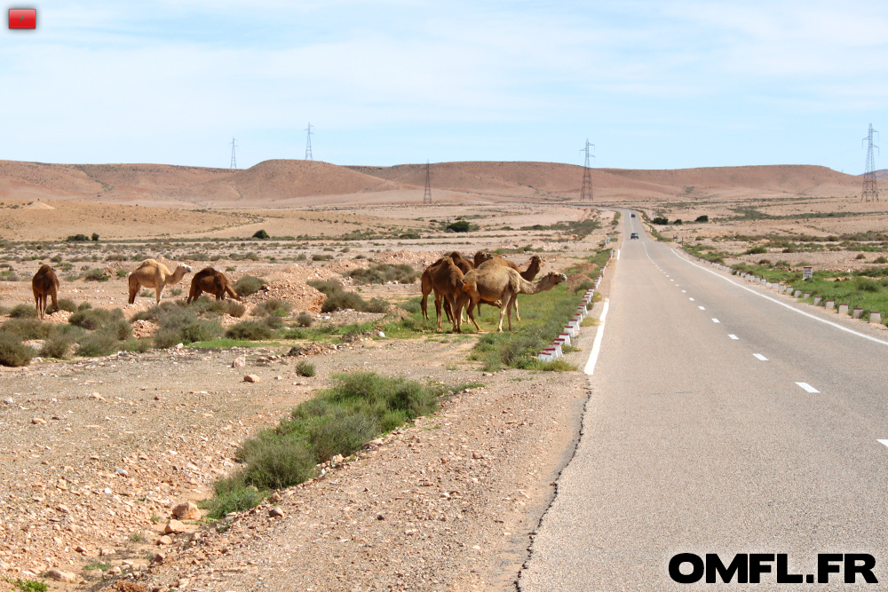 Les premiers dromadaires de l'aventure sur le bord de la route au Maroc