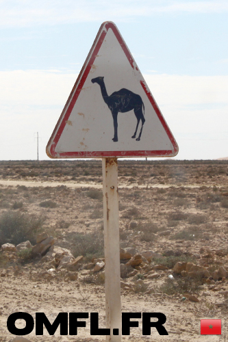 Un panneau de signalisation : Attention aux dromadaires