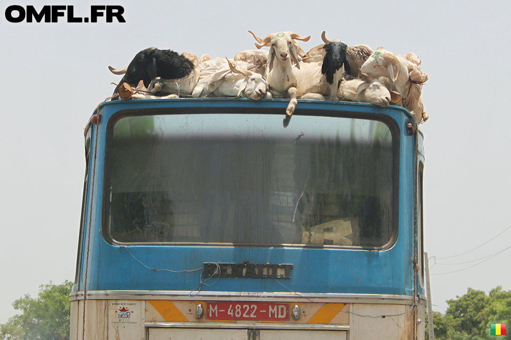 Des chèvres sur le toit d'un bus