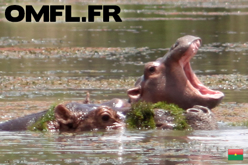 Un bébé hippopotame qui baille