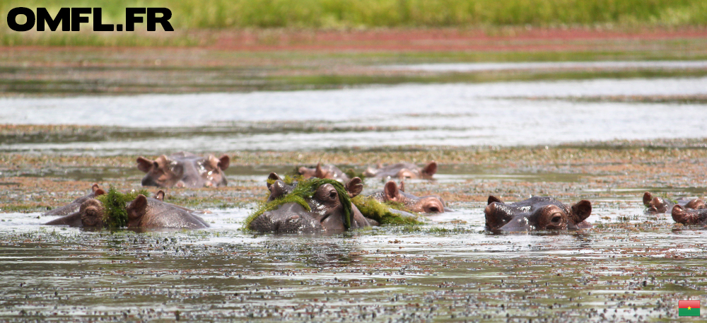 Une famille d'hippopotames près de bobo dioulasso
