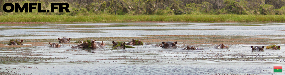 Une famille d'hippopotames