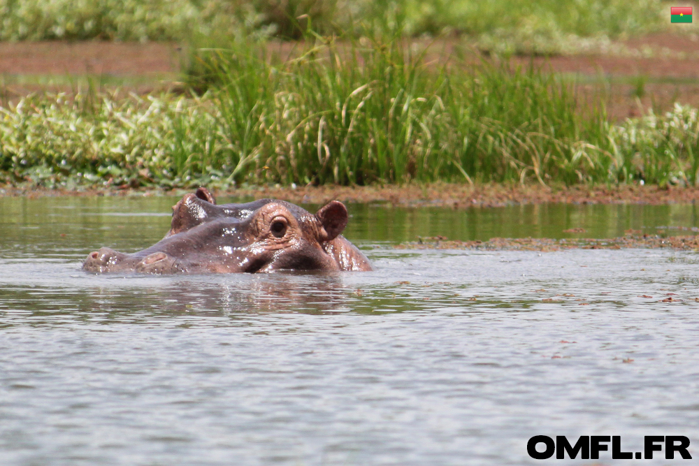 Deux têtes d'hippopotames qui dépassent de l'eau