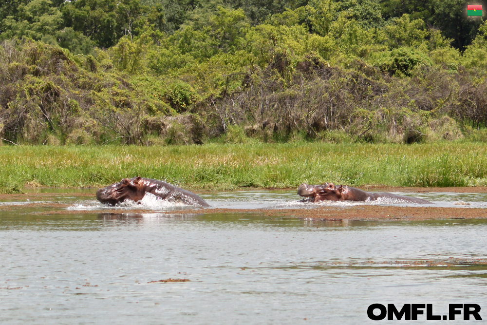 Deux hippopotames qui chahutent