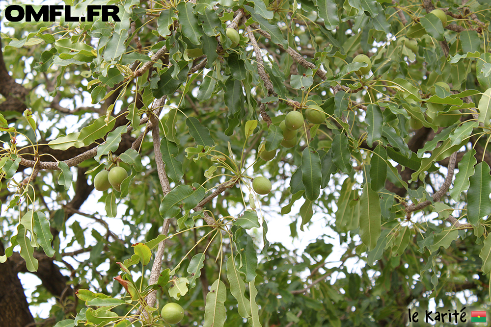 L'arbre karité'