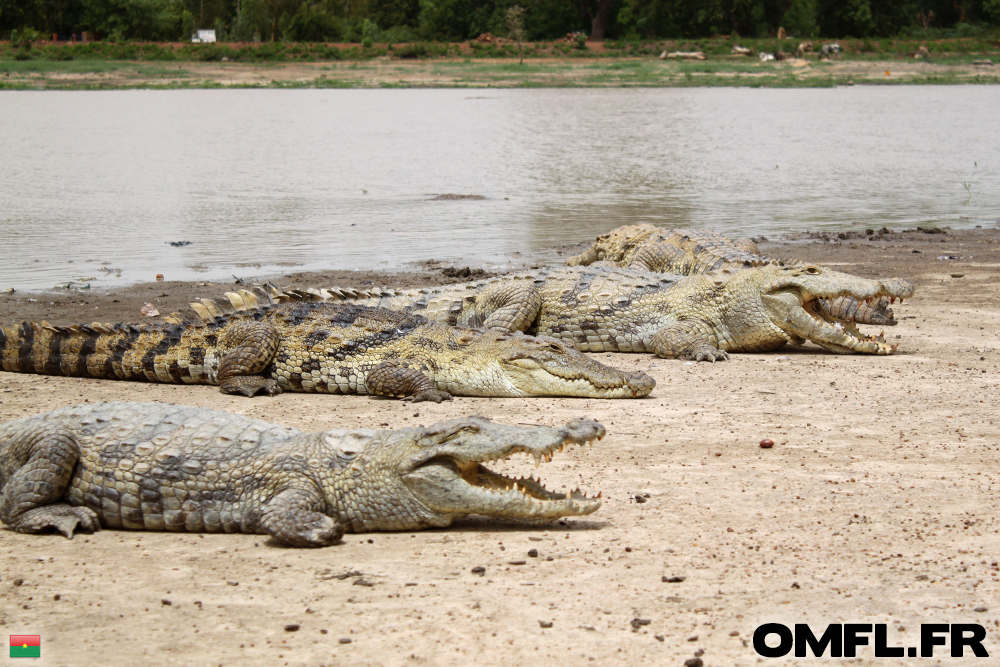 Les crocodiles sacrés de Bazoulé