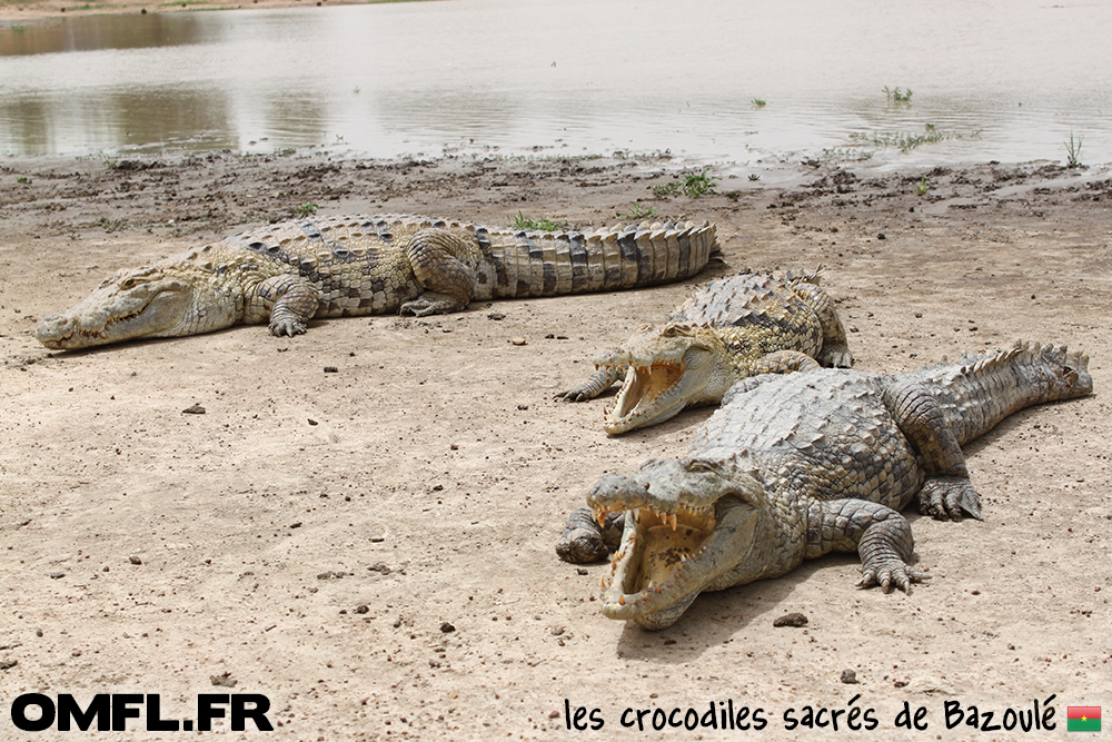 Les crocodiles sacrés de Bazoulé