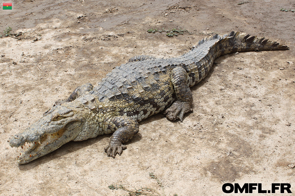 Les crocodiles sacrés de Bazoulé