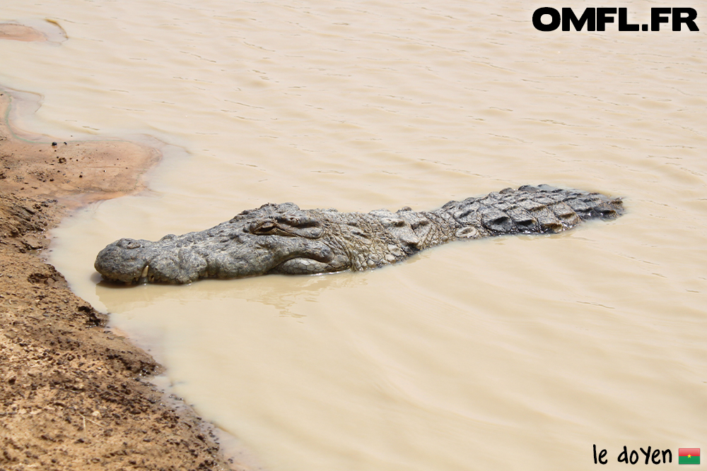 Le doyen des crocodiles de Bazoulé