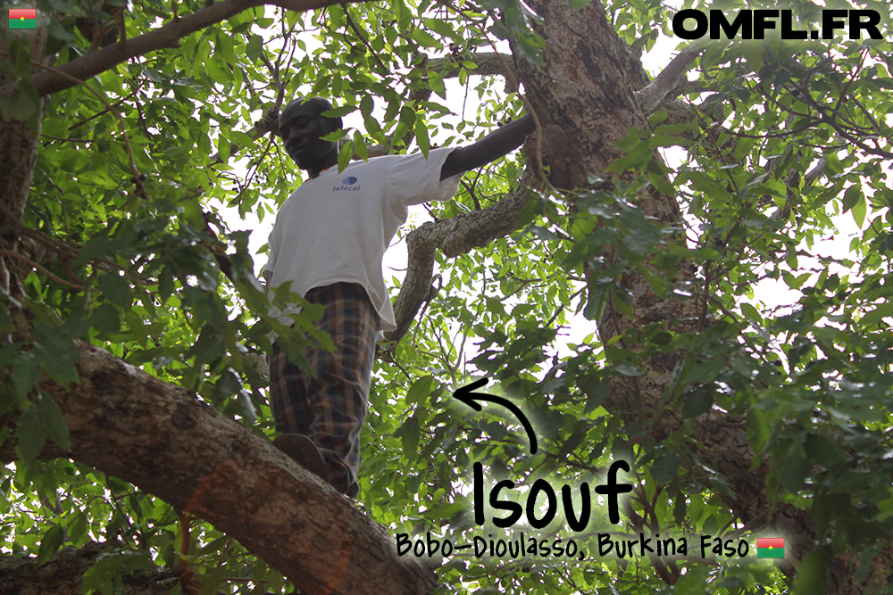 Isouf dans les arbres en train de chercher des fruits