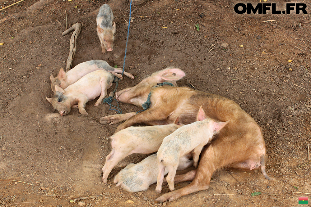 Une famille de cochons à Bazoulé