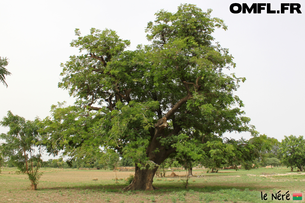 L'arbre néré