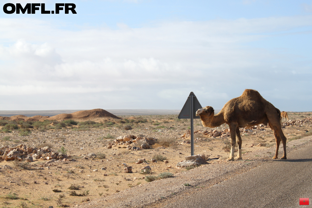 Un dromadaire se gratte avec un panneau au Sahara Occidental