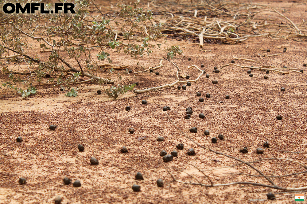 Des crottes de girafes au Niger