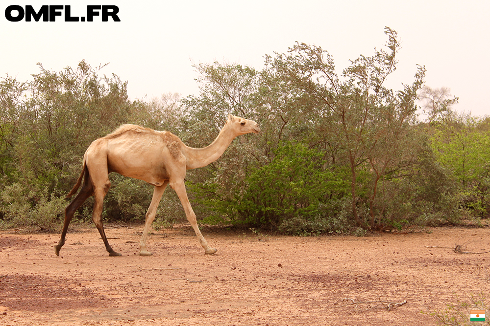 Un dromadaire au Niger