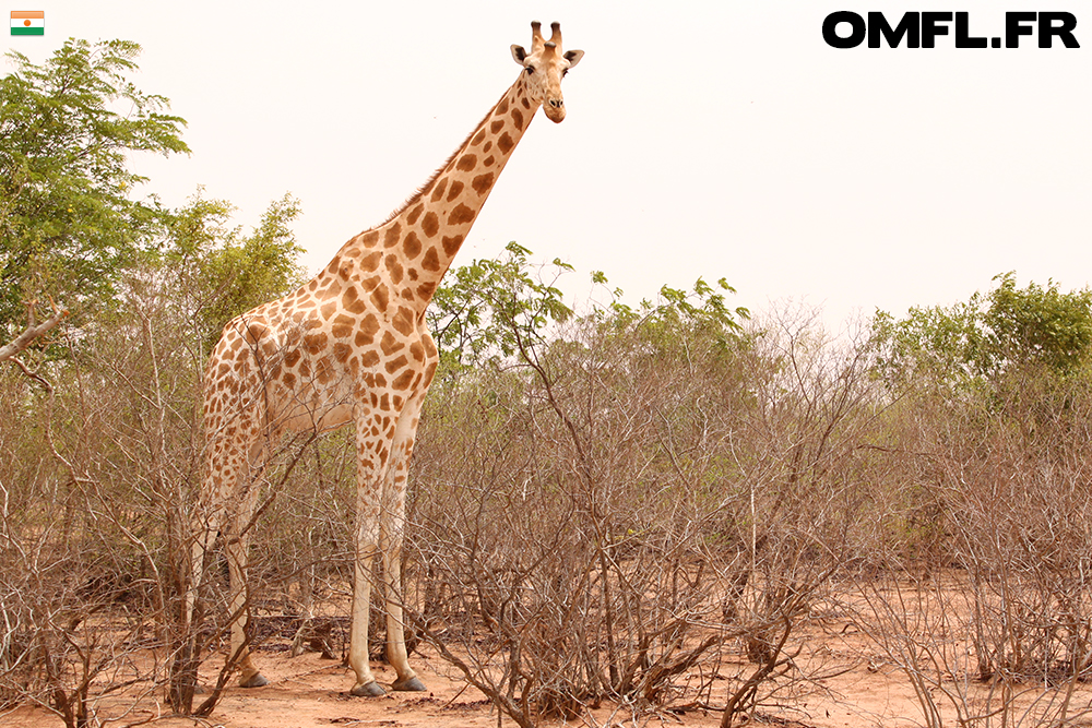 Une girafe mâle à Kouré au Niger