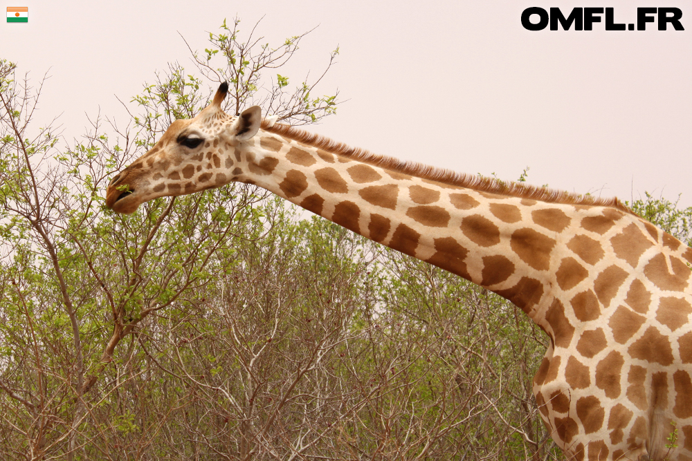 Une maman girafe broute dans un arbre