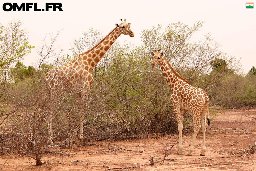 Un petit girafon avec sa maman à Kouré