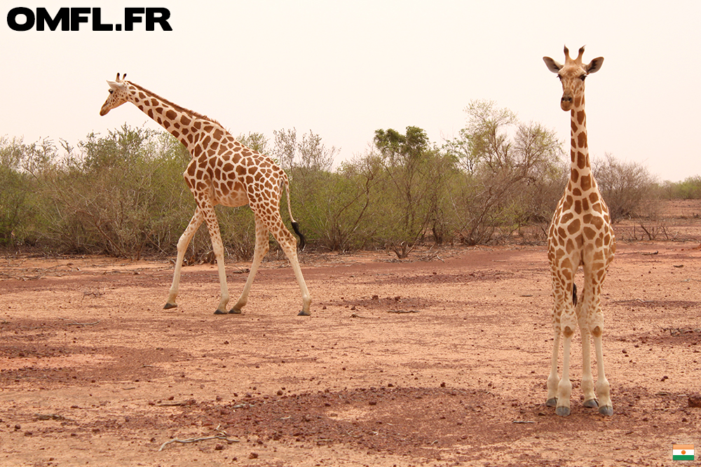 Un petit girafon avec sa maman à Kouré