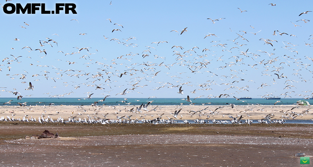 Enormement d'oiseaux au Cap blanc en Mauritanie