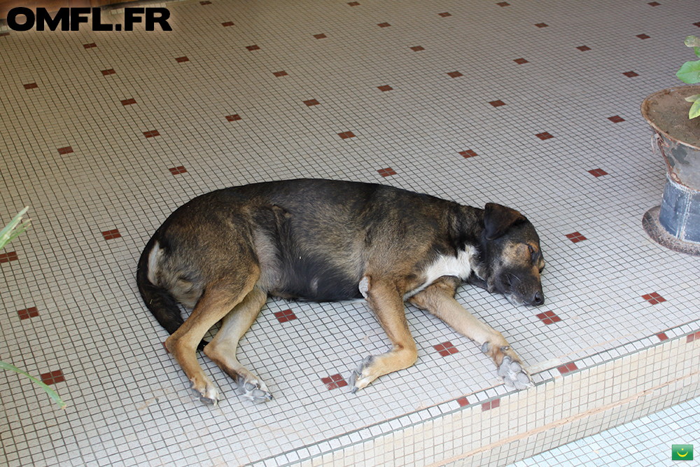 Le chien de l'auberge Menata en train de dormir